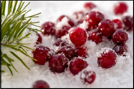 winter cranberry 450